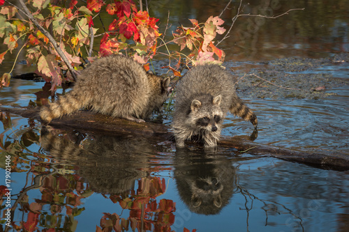 Two Raccoons  Procyon lotor  on Log Paws in Water