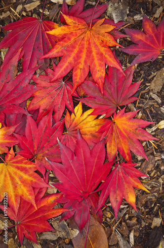Closeup of bright red Japanese maple leaves/Japanese red maple leaves