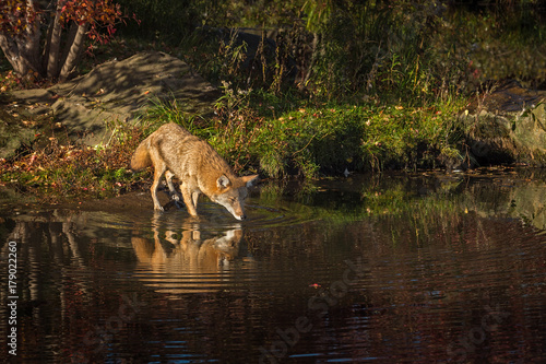 Coyote (Canis latrans) Wades into Water Nose Forward © geoffkuchera