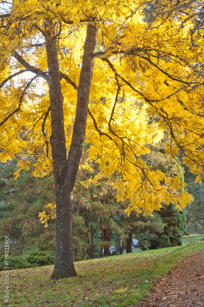 Brilliant yellow autumn leaves sunlit in tree/Yellow sunlit on tree in outdoor park Brilliant yellow autumn leaves sunlit in tree/Yellow sunlit on tree in outdoor park