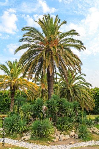 Green palm trees, bushes and footpaths on the background of the blue sky