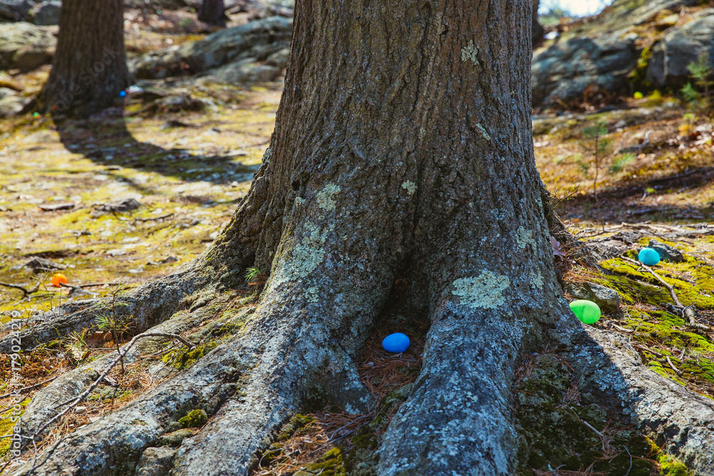 Easter eggs among the roots of a tree in the park. The concept of Easter Egg Hunt Easter eggs among the roots of a tree in the park. The concept of Easter Egg Hunt