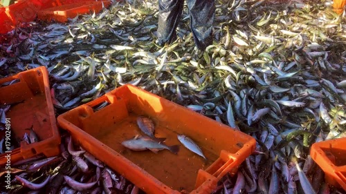 Fishermen Separate the Sardines Fish for Later Sale, Traditional trawling fishing on beach Fonte da Telha.
 photo