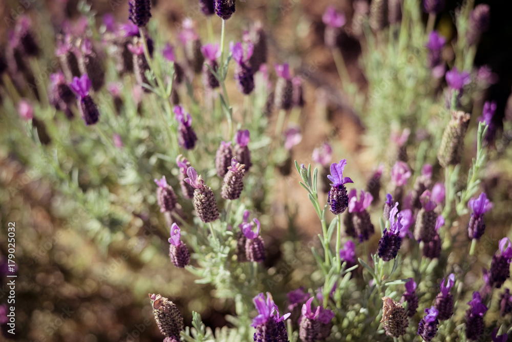 Obraz premium Natural lavender blossoms outdoor background