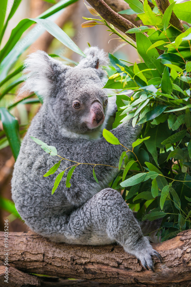 Fototapeta premium Koala Bear. koala on eucalyptus tree