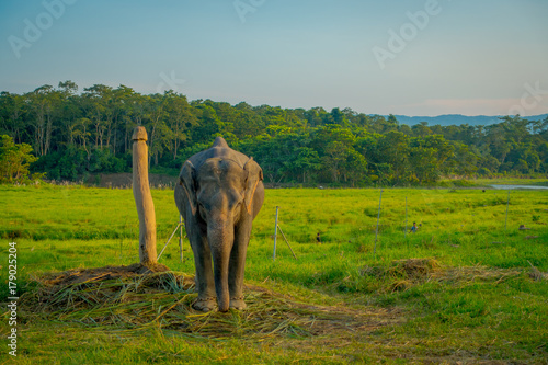 Beautiful sad elephant chained in a wooden pillar at outdoors, in Chitwan National Park, Nepal, sad paquiderm in a nature background, animal cruelty concept photo