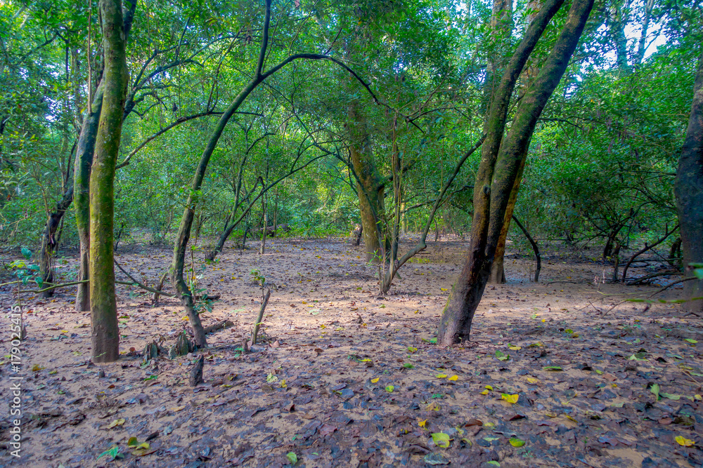 Beautiful view inside of the forest with some dry leafs in Chitwan National Park, mainly covered by jungle Beautiful view inside of the forest with some dry leafs in Chitwan National Park, mainly covered by jungle