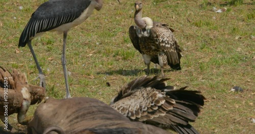 Close up of vulture walking with wings open to feed on Wildebeest carcass at Maasai Mara National Reserve, Kenya, Africa