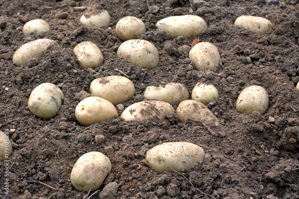 Crop of many ripe young potatoes tubers in the ground closeup Crop of many ripe young potatoes tubers in the ground closeup