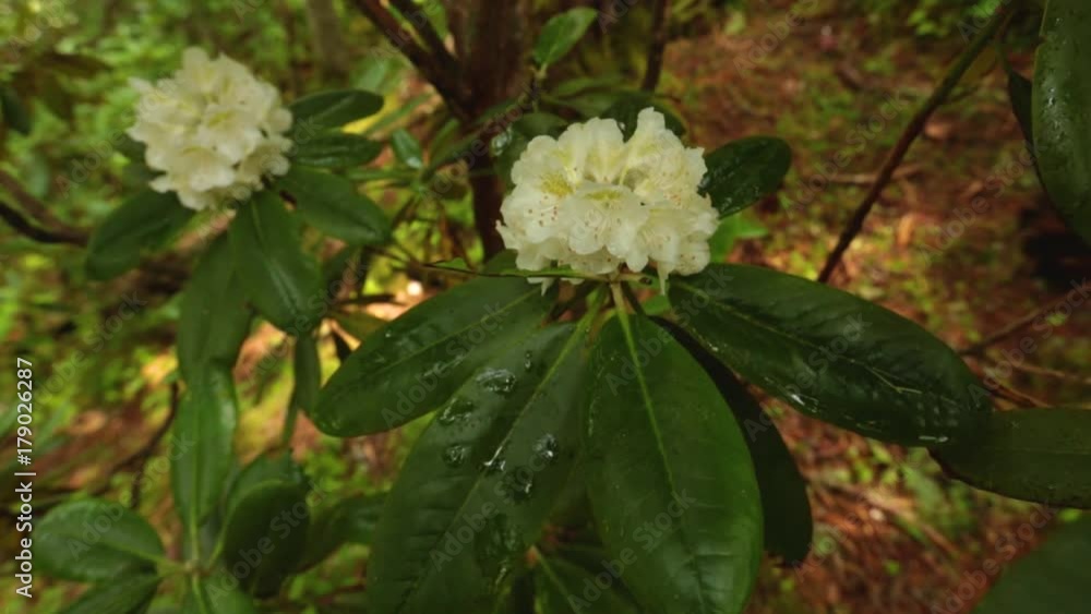 Rhododendron fori. Sikhote-Alin Nature Reserve in Russia for the endangered Siberian tiger founded in 1935. Rhododendron fori. Sikhote-Alin Nature Reserve in Russia for the endangered Siberian tiger founded in 1935.