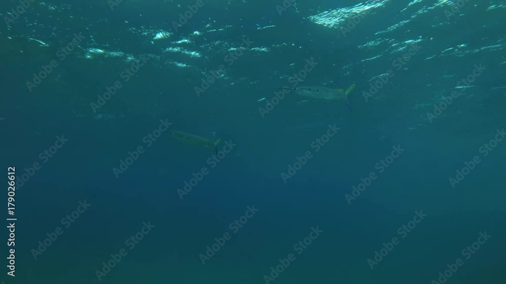 school of Spotted Halfbeak (Hemiramphus far) swim in the blue water, Red sea, Marsa Alam, Abu Dabab, Egypt
school of Spotted Halfbeak (Hemiramphus far) swim in the blue water, Red sea, Marsa Alam, Abu Dabab, Egypt