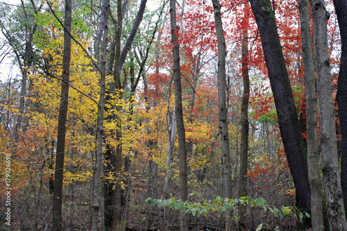 Autumn Trails