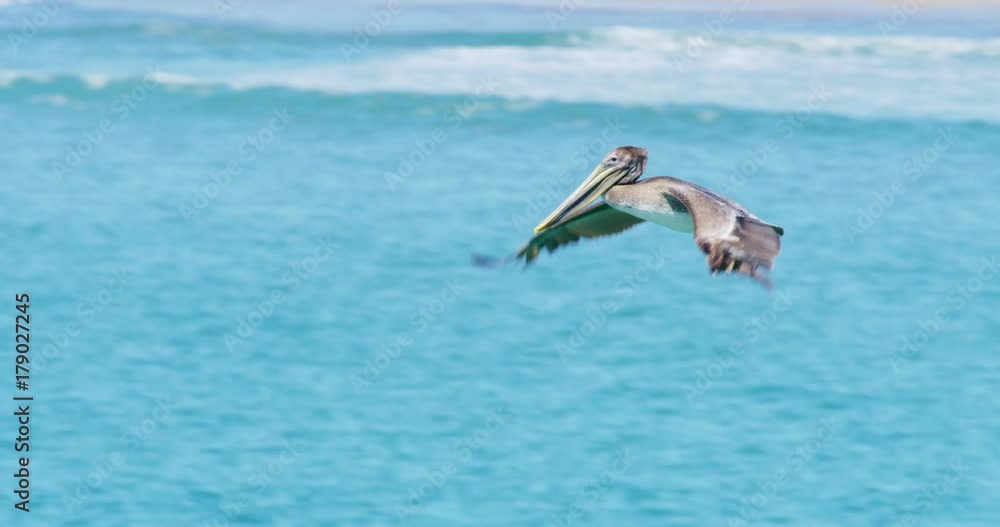 Slow motion of Pelicans flying at Seal Beach with city in the background, California Slow motion of Pelicans flying at Seal Beach with city in the background, California