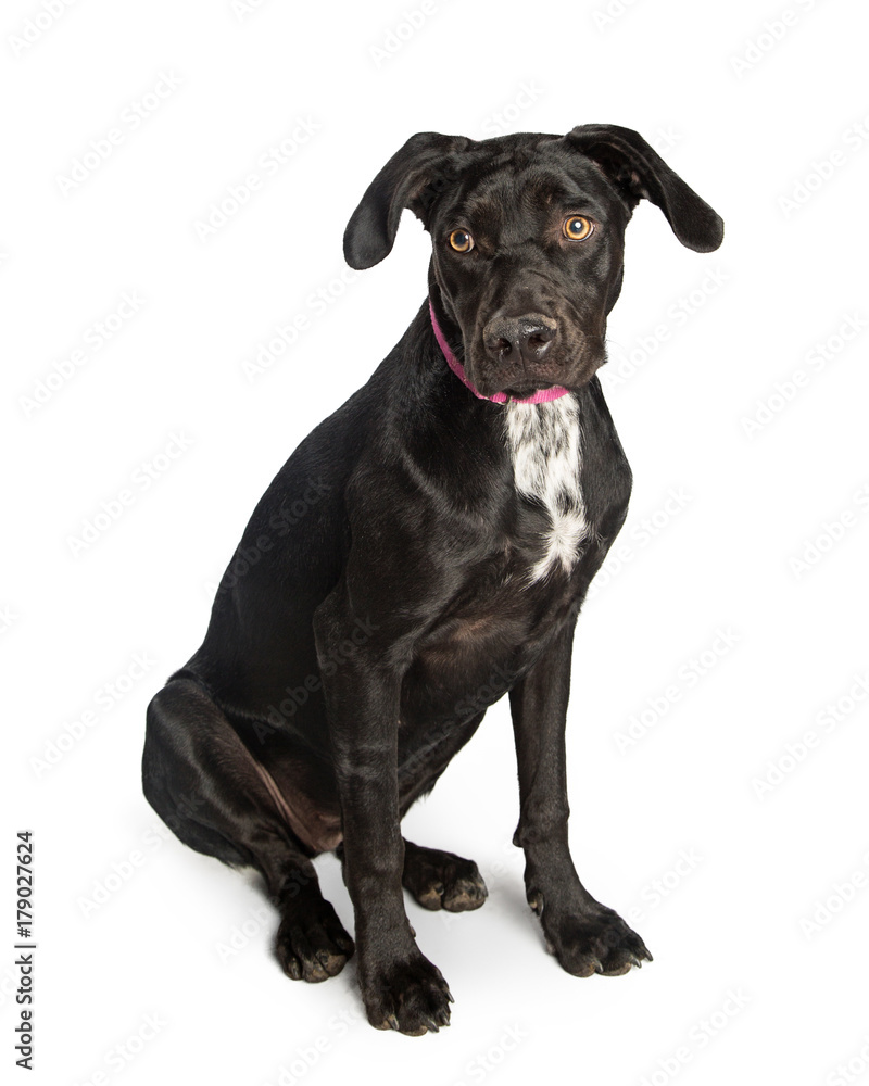 Black Labrador Retriever Mix Dog on White