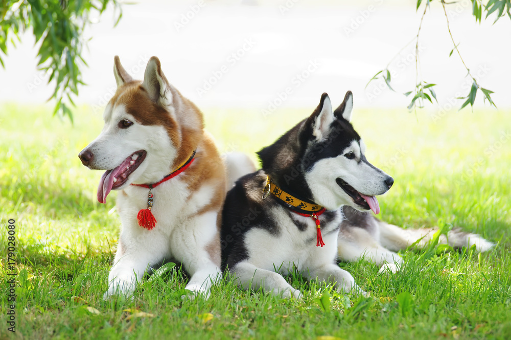 are huskies obedient dogs