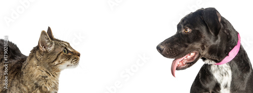Cat and Dog Looking at Each Other Web Banner