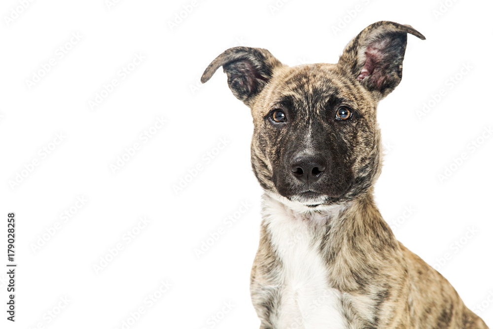 Closeup Cute Crossbreed Brindle Dog on White Closeup Cute Crossbreed Brindle Dog on White