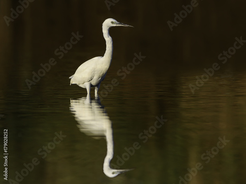 Little Egret with Reflection © FotoRequest