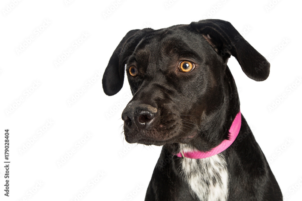 Closeup Pretty Black Crossbreed Dog