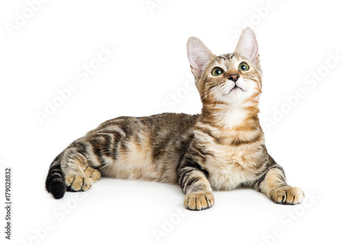 Fotografia Cute tabby kitten lying down looking up