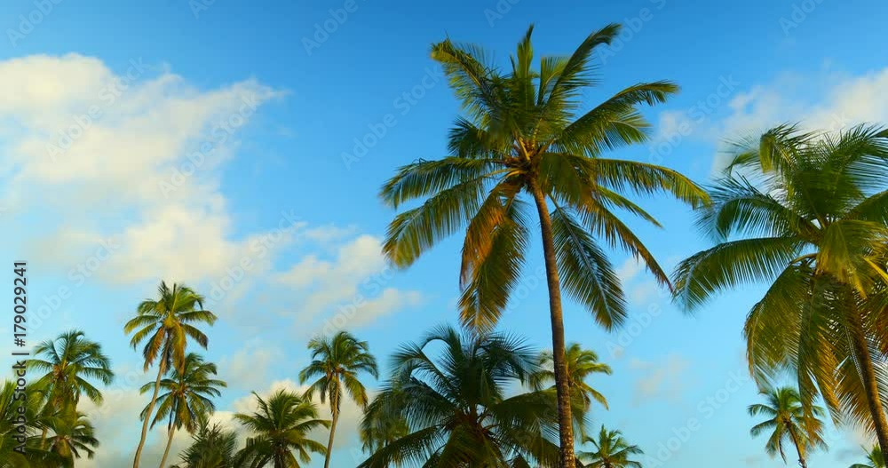 Timelapse of coconut trees on a beautiful day at Zanzibar islands. Africa Timelapse of coconut trees on a beautiful day at Zanzibar islands. Africa