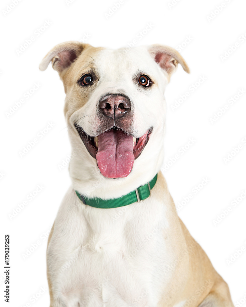 Happy Crossbreed Dog Closeup