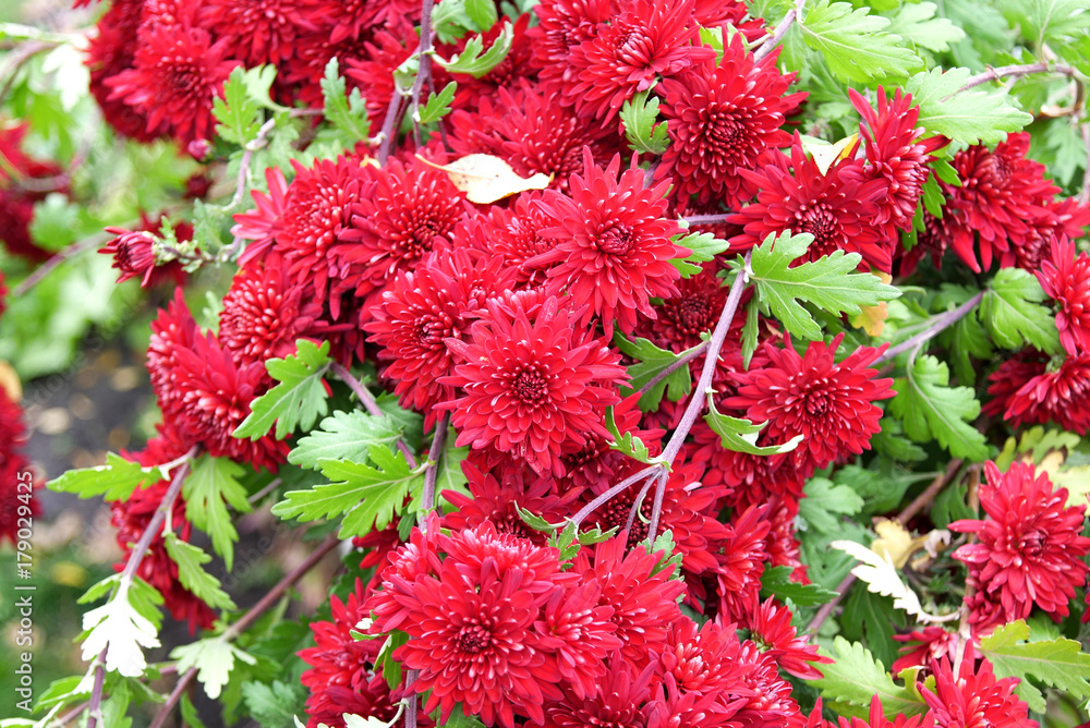 Bright red Chrysanthemum in the garden Bright red Chrysanthemum in the garden