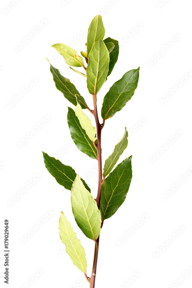 Fototapeta premium Detail of laurel branch