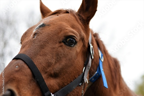 Horse looking at the camera