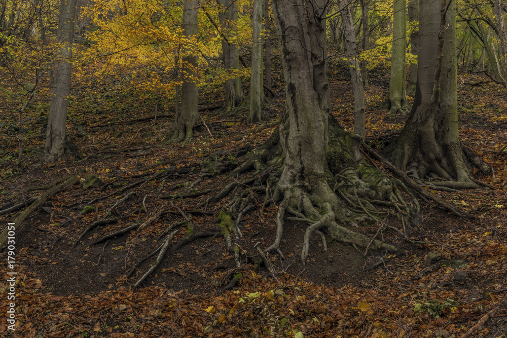 Forest in Prucelska valley over river Labe Forest in Prucelska valley over river Labe