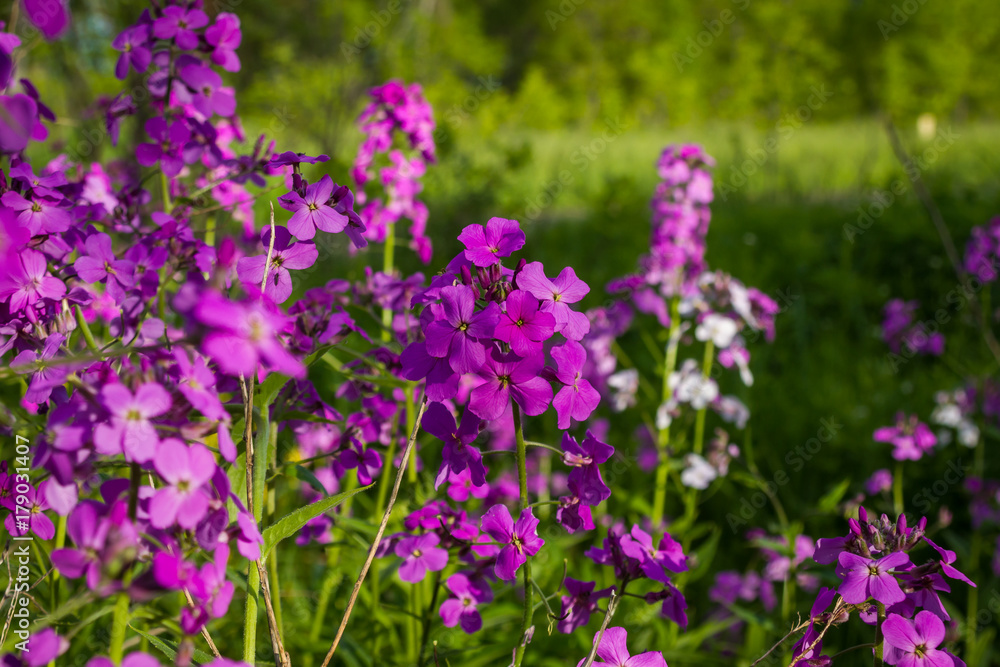 Obraz premium Purple wildflowers