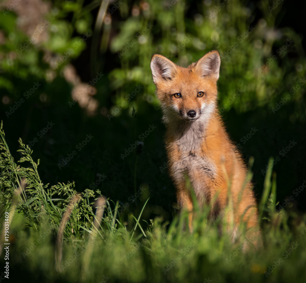 Fototapeta premium Young fox