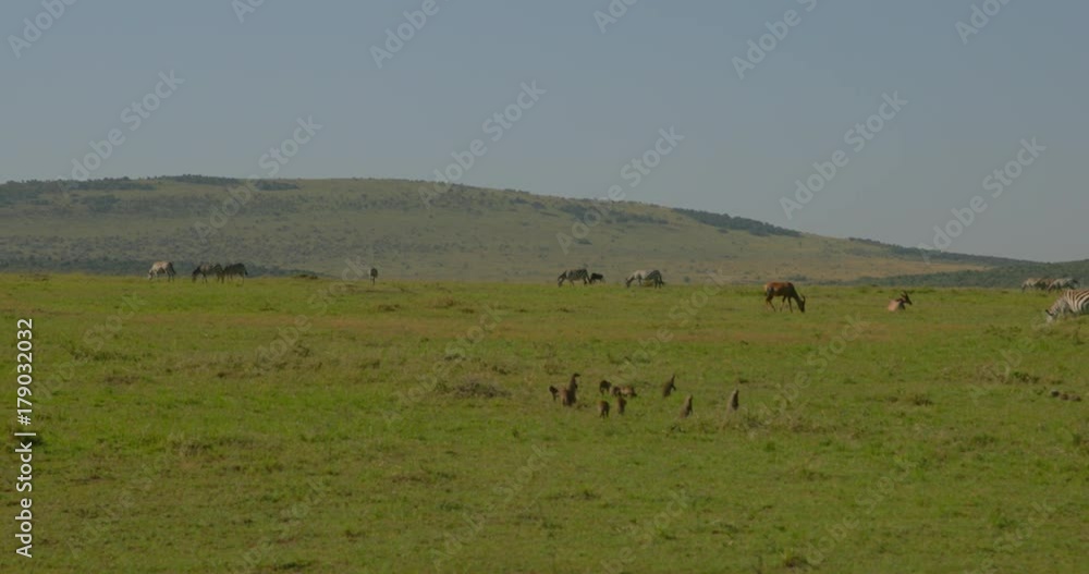 A business of Banded mongooses running around and alert as Zebras and Gazelles graze on grass at Maasai Mara National Reserve, Kenya, Africa A business of Banded mongooses running around and alert as Zebras and Gazelles graze on grass at Maasai Mara National Reserve, Kenya, Africa