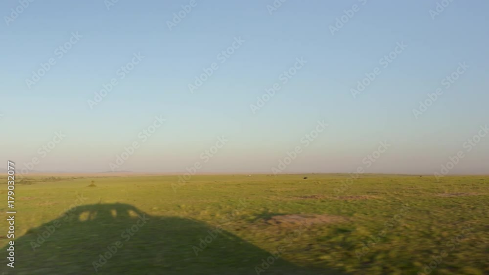 Gimbal shot through the plains of Maasai Mara National Reserve, Kenya, Africa Gimbal shot through the plains of Maasai Mara National Reserve, Kenya, Africa