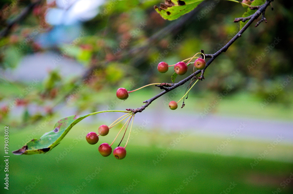 Small crab apples decorate the frail limb of a late fall tree Small crab apples decorate the frail limb of a late fall tree