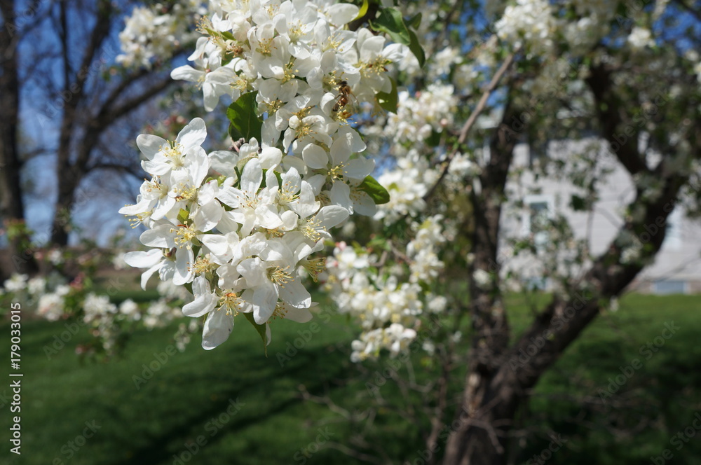 Wildflowers Wildflowers