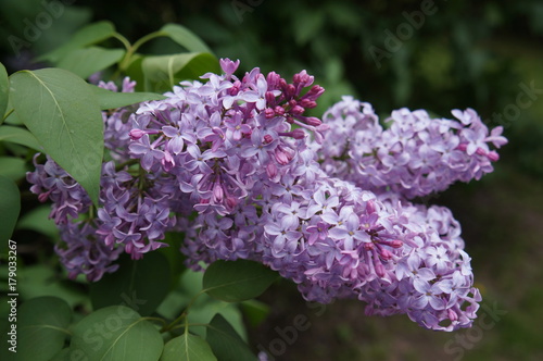 Lilacs