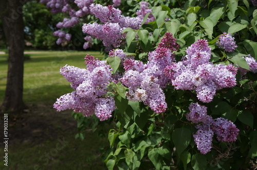 Lilacs