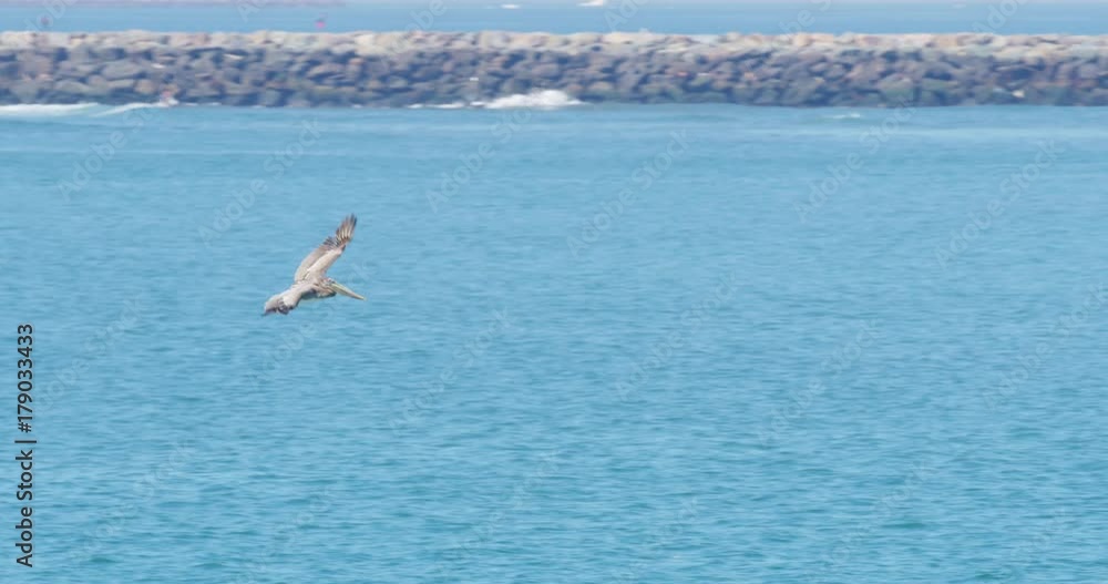 Slow motion of Pelicans flying at Seal Beach with beach in the background, California Slow motion of Pelicans flying at Seal Beach with beach in the background, California