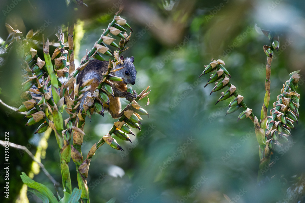 squirrel in Costa Rica