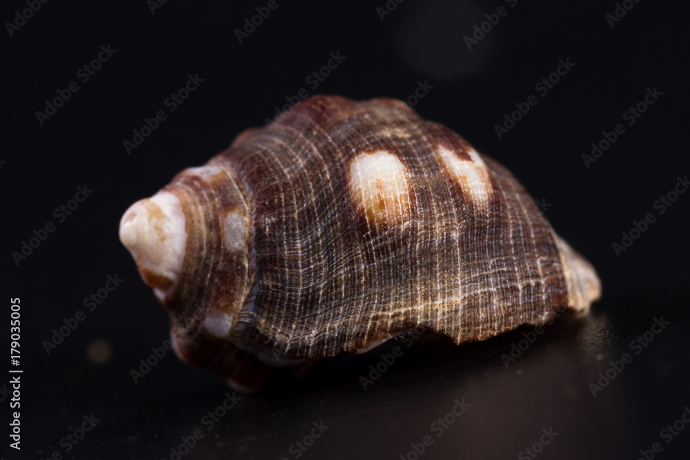 Sea shell on a black background Sea shell on a black background