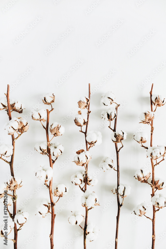 Minimal raw cotton branches on white background. Flat lay, top view. Minimal raw cotton branches on white background. Flat lay, top view.