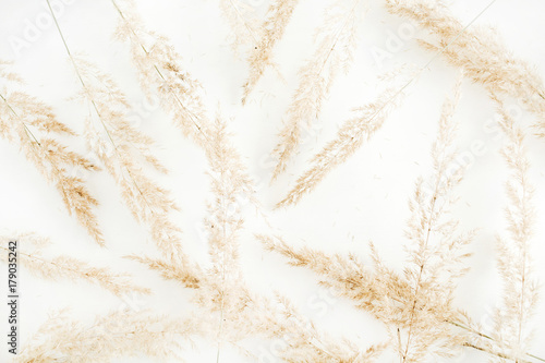 Pale dry branches on white background. Flat lay, top view.