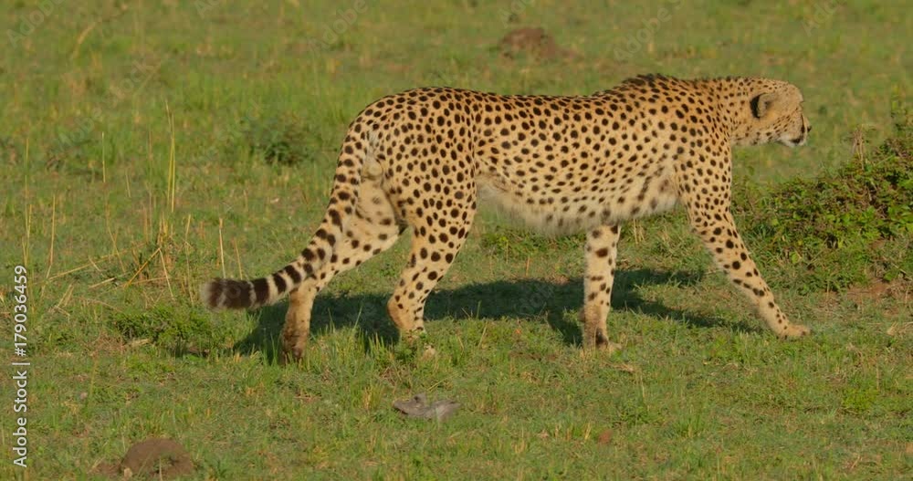 Cheetah walking in the plains of Maasai Mara National Reserve, Kenya, Africa Cheetah walking in the plains of Maasai Mara National Reserve, Kenya, Africa