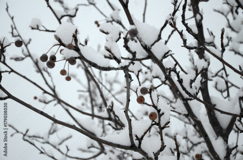 Snow laden trees overlook a small park Snow laden trees overlook a small park