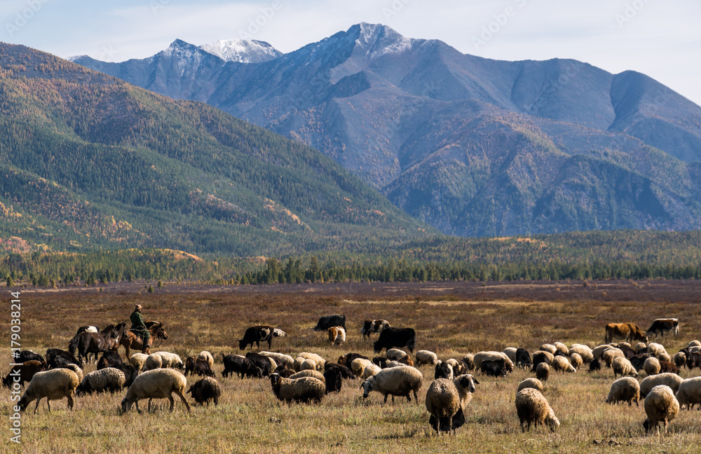 Obraz premium Herd of sheep and goats grazing in the Mongolian steppe