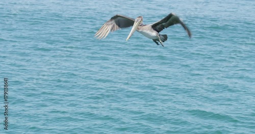 Slow motion of Pelicans diving and catching fish at Seal Beach with ships in the background, California