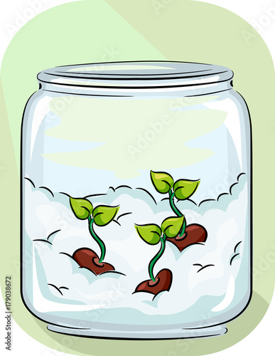 Cotton Germination Sprouts Illustration