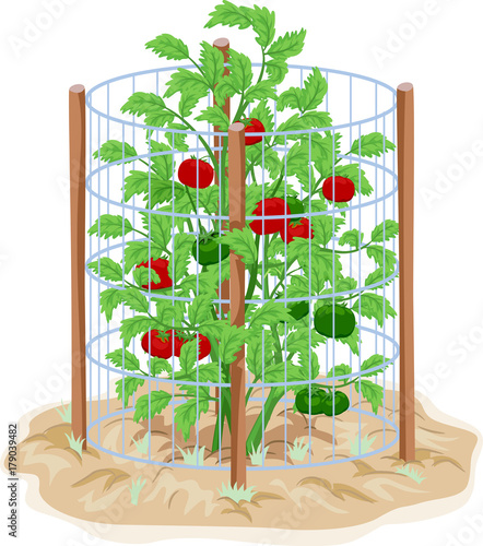 Tomato Wire Cage Support Illustration