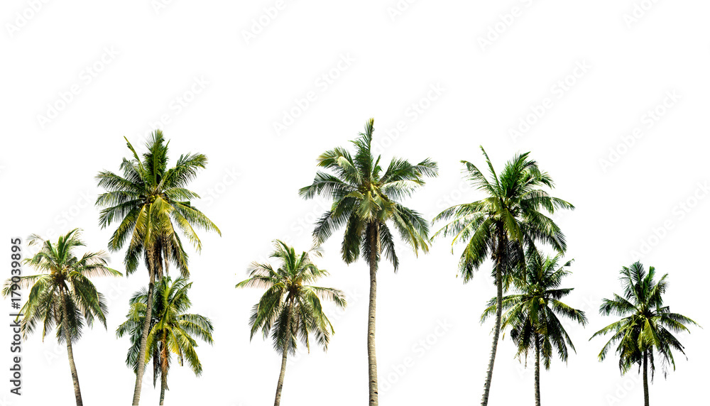 Coconut tree in the Garden has a lot on white background